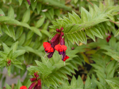Cuphea ilavea - Mediterranean cigar plant or bat-faced cuphea producing long, tubular red flowers ending in the shape of bat faces with bright red ears in axils of elliptical green leaves
