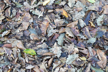 close up of a pile of leaves shavings