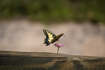 butterfly Old World Swallotail (Papilio machaon) from Parc natural de s'Albufera (Mallorca, Spain)