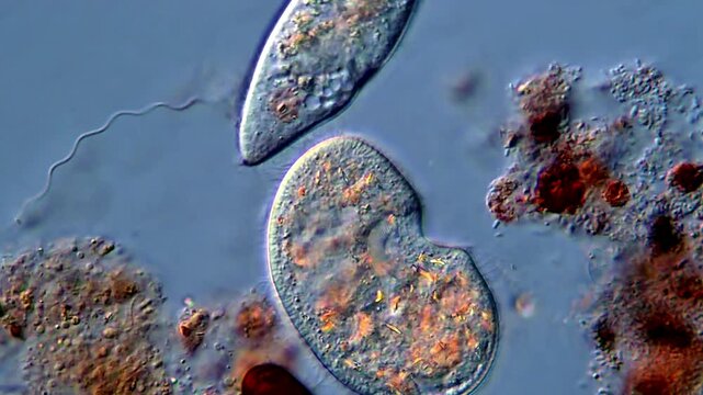 Ciliophora protozoa under microscopy view, 400x high Resolution 