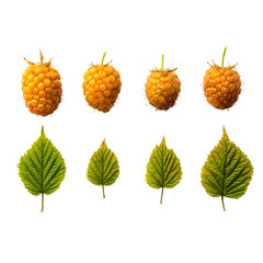 Golden Raspberry collection of natural growth stages isolatedQ