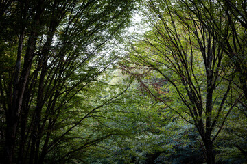 Autumn Forest Path with Benches and Tall Trees
