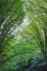 Autumn Forest Path with Benches and Tall Trees
