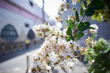 A close-up of small white flowers and green leaves. Sunlight. Backlight. Sun.