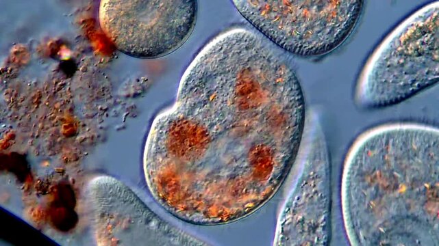 Movement of freshwater protozoa under microscope 400x magnification 