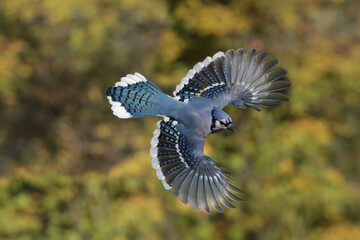 Blue Jays fighting over food against fall colours, mostly yellow