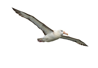 Isolated Albatross in flight, a majestic sea bird with its impressive wingspan over the ocean