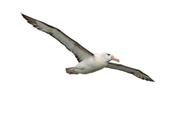Isolated Albatross in flight, a majestic sea bird with its impressive wingspan over the ocean