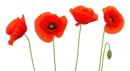 Isolated bright red poppy flowers with stems, nature, springtime concept, floral elements
