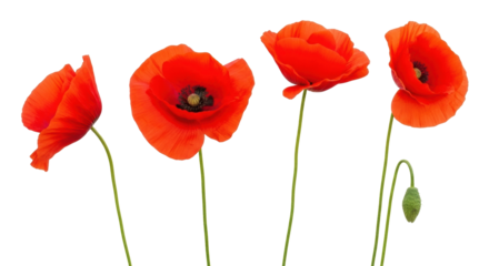 Isolated bright red poppy flowers with stems, nature, springtime concept, floral elements