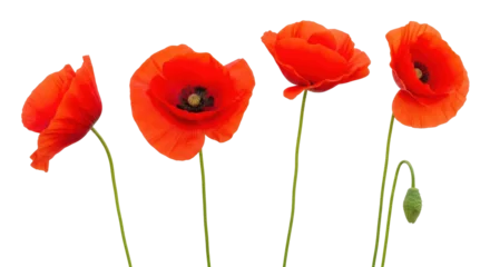 Fotobehang Klaprozen Isolated bright red poppy flowers with stems, nature, springtime concept, floral elements  © Sophia