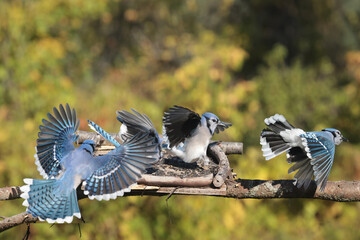 Blue Jays fighting over food against fall colours, mostly yellow
