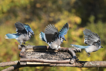 Blue Jays fighting over food against fall colours, mostly yellow