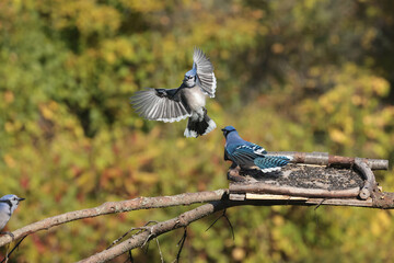 Blue Jays fighting over food against fall colours, mostly yellow