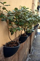 Pots with plants placed on the facade of a building in the old part of Alghero town, Sardegna, Italy. Urban gardening idea