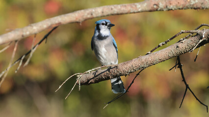 Blue Jays fighting over food against fall colours, mostly yellow