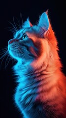 Portrait of a beautiful cat on a black background in neon light.