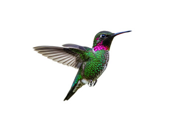 Isolated hummingbird in flight showing iridescent feathers and hovering wings midair © Eustace
