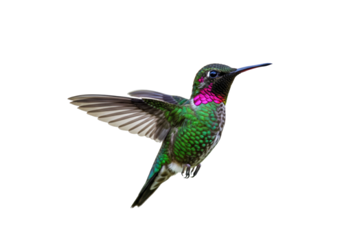 Isolated hummingbird in flight showing iridescent feathers and hovering wings midair