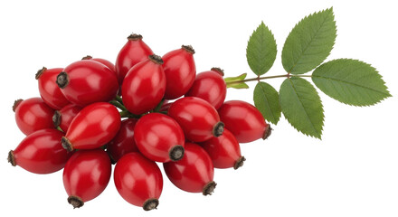 Isolated dog rose fruit, shiny red hips and green leaves, natural healthy ingredient