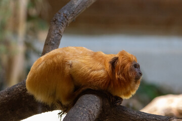 Obraz premium Tamarin lion