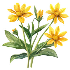 hand-drawn paint, Simple Illustration, A beautiful painting of arnica flowers, EPS format, isolated on a white background, watercolor style, minimal yet artistic elements for creative designs	