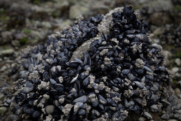 Mollusks on Rock by the Sea