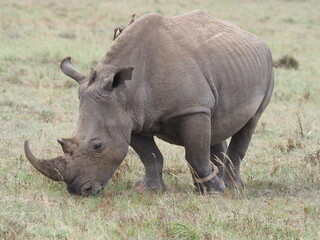 Fototapeta premium Nashorn in Südafrika