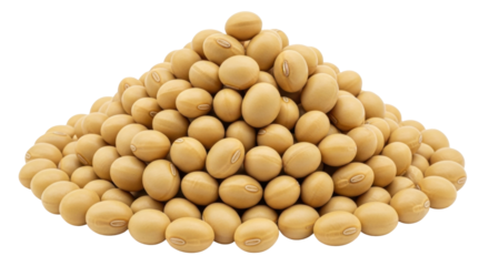 Isolated pile of dried soybeans, fresh grains, agricultural commodity for food, vegetable protein