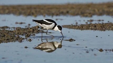 Pied Avocet Feeding in Shallow Tidal Flat
