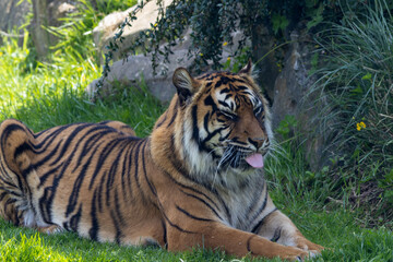 Fototapeta premium Tigre de Sumatra