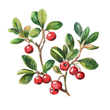 hand-drawn paint, Simple Illustration, A beautiful painting of bearberry plant, EPS format, isolated on a white background, watercolor style, minimal yet artistic elements for creative designs	