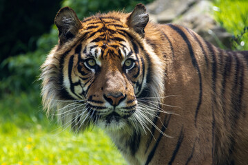 Tigre de Sumatra