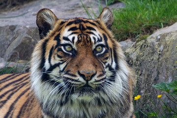 Tigre de Sumatra