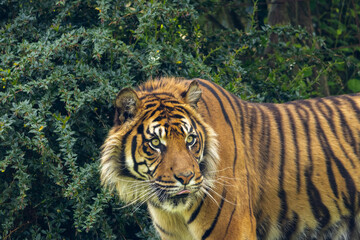 Tigre de Sumatra