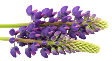 Isolated lupine flower spikes, purple blossoms on green stems, colorful, elegant wildflowers