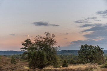 Obraz premium The moon rose over the heather plantation