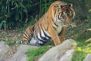 Tigre de Sumatra