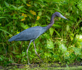 Blue Heron hunting