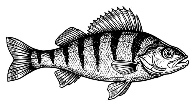 Perch Fish Detailed Engraving Style Black and White Outline Line Art Drawing for Logo Design Element