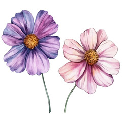 hand-drawn paint, Simple Illustration, A beautiful painting of cosmos flower, EPS format, isolated on a white background, watercolor style, minimal yet artistic elements for creative designs	