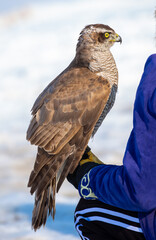 Golden eagle close-up on the background of the sky. The bird of prey hunts its prey. The eagle sits on the trainer's hand. Falcon hunting. National tradition of Asia. Kazakhstan