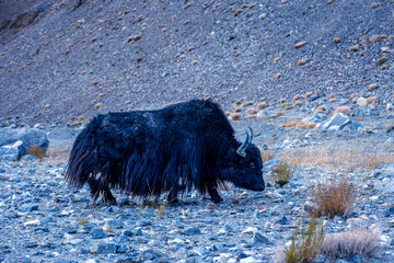 Yak or Cow bos grunniens or bos mutus in leh Ladakh, India.