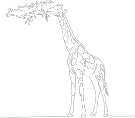 Outline Drawing Giraffe Eating Leaves On Tree Branch Mammal Illustration