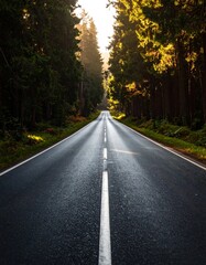 Fototapeta premium Forest road perspective