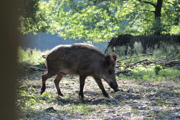 Wild boar in the forest