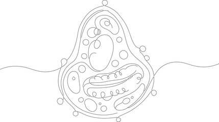 Thin Line Continuous Style Detail Chloroplast Structure Biology Diagram
