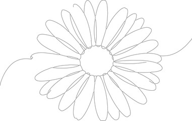Simple One Line Drawing of Daisy Flower Blossom Minimalist Artwork