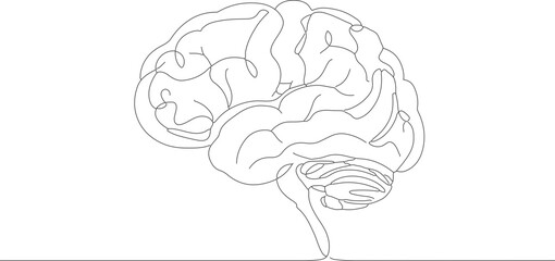One Line Drawing Human Brain Illustration Medical Science Anatomy Art
