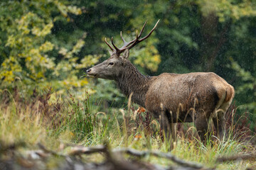 A Red Deer Captured in the Rain
